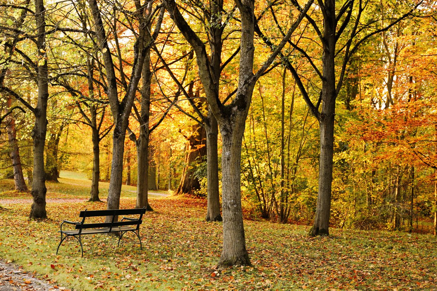 A park bench surrounded by vivid autumn foliage