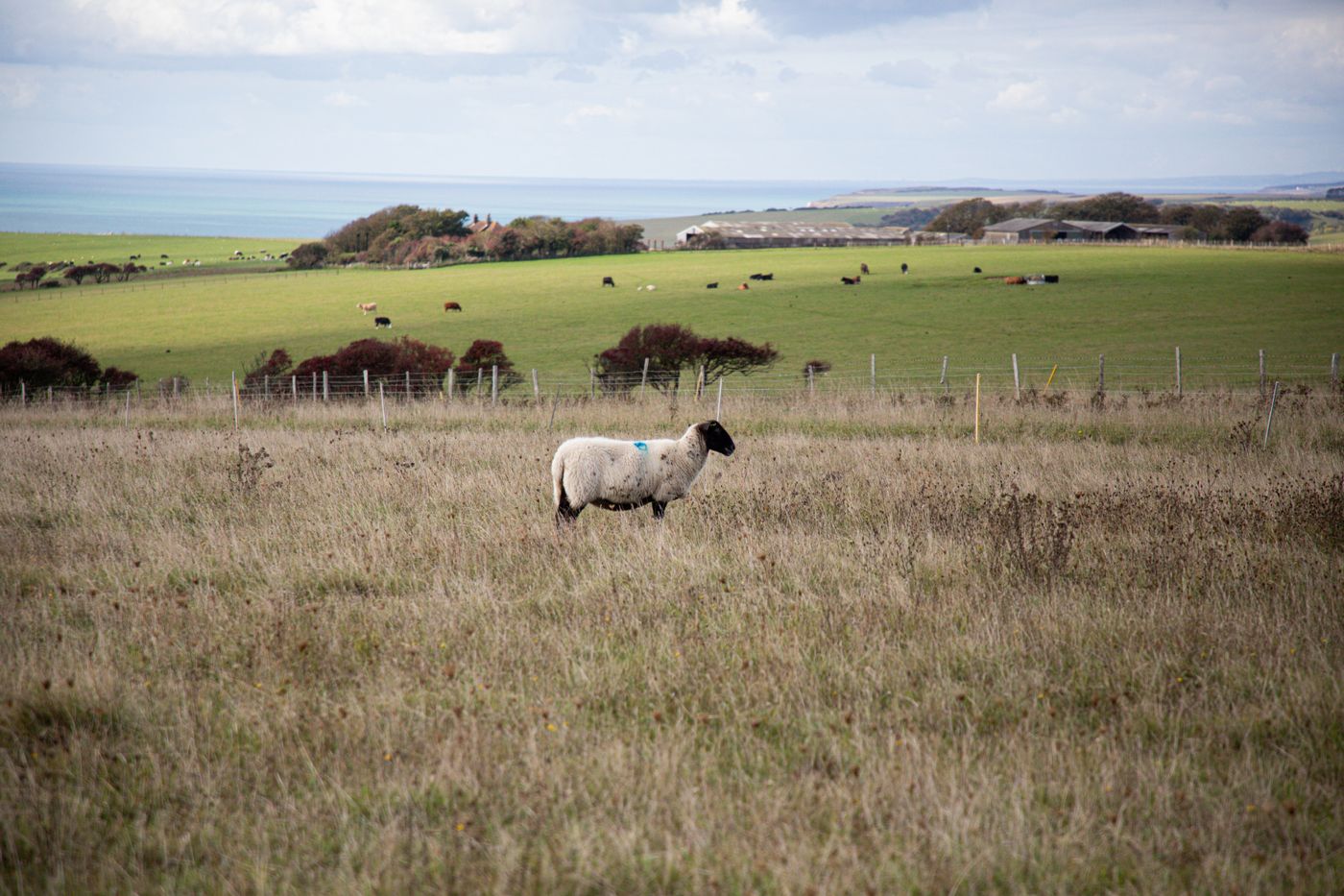 A sheep grazing in the English countryside with fields and the sea beyond
