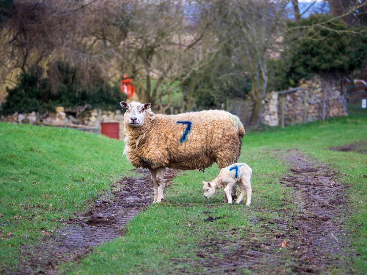 Sheep standing on a grassy path through open English countryside